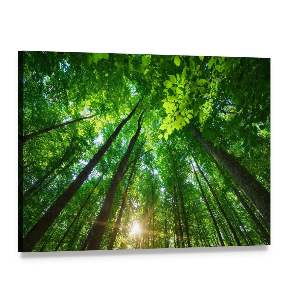 Sunlit Forest with Tall Trees Canvas Wall Art, single panel gallery wrapped canvas, angled product view
