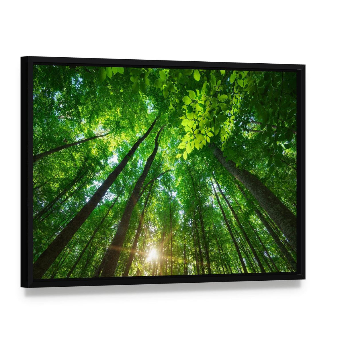 Sunlit Forest with Tall Trees Canvas Wall Art, framed canvas in a black floater frame, angled product view