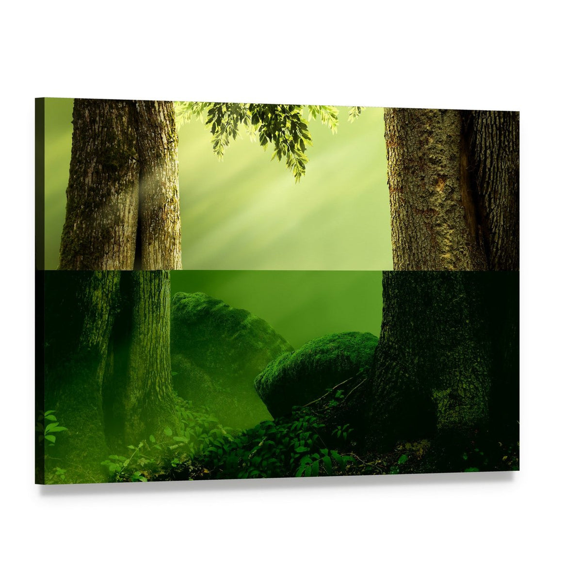 Old Mossy Trees in Morning Mist Canvas Wall Art, single panel gallery wrapped canvas, angled product view