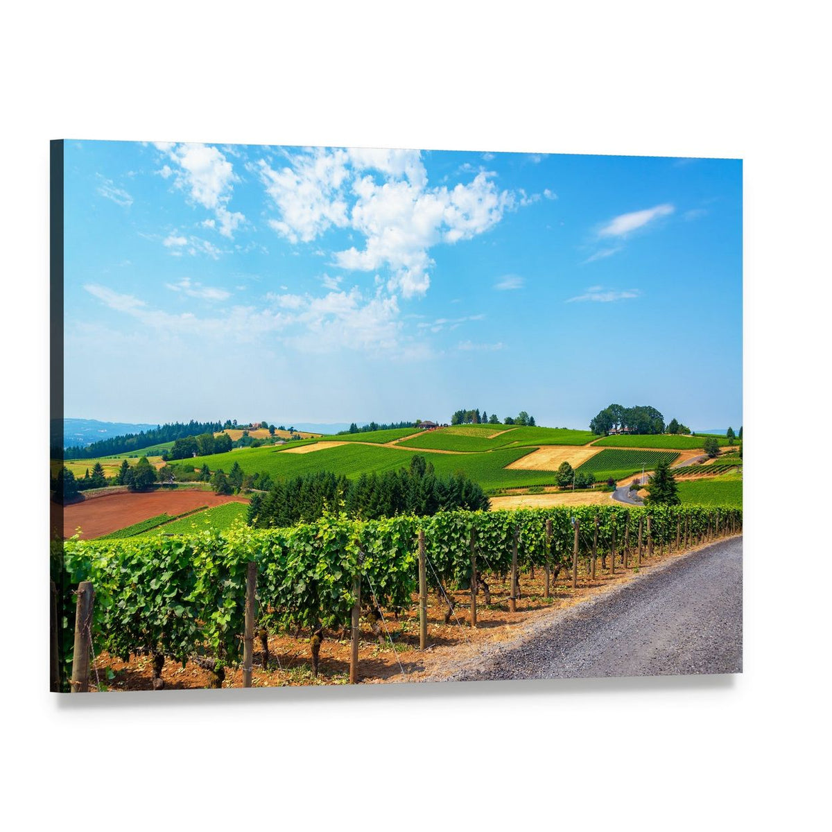 Rolling Vineyard Hills Canvas Wall Art, single panel gallery wrapped canvas, angled product view