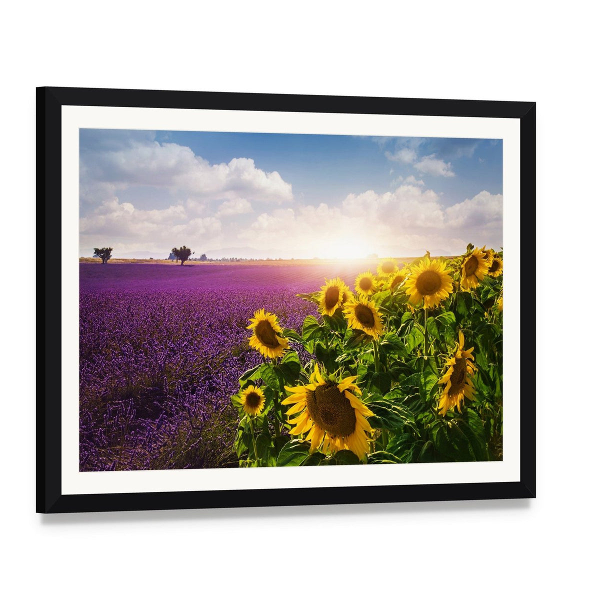 Lavender & Sunflower Fields Canvas Wall Art, framed print with white mat and black frame, angled product view