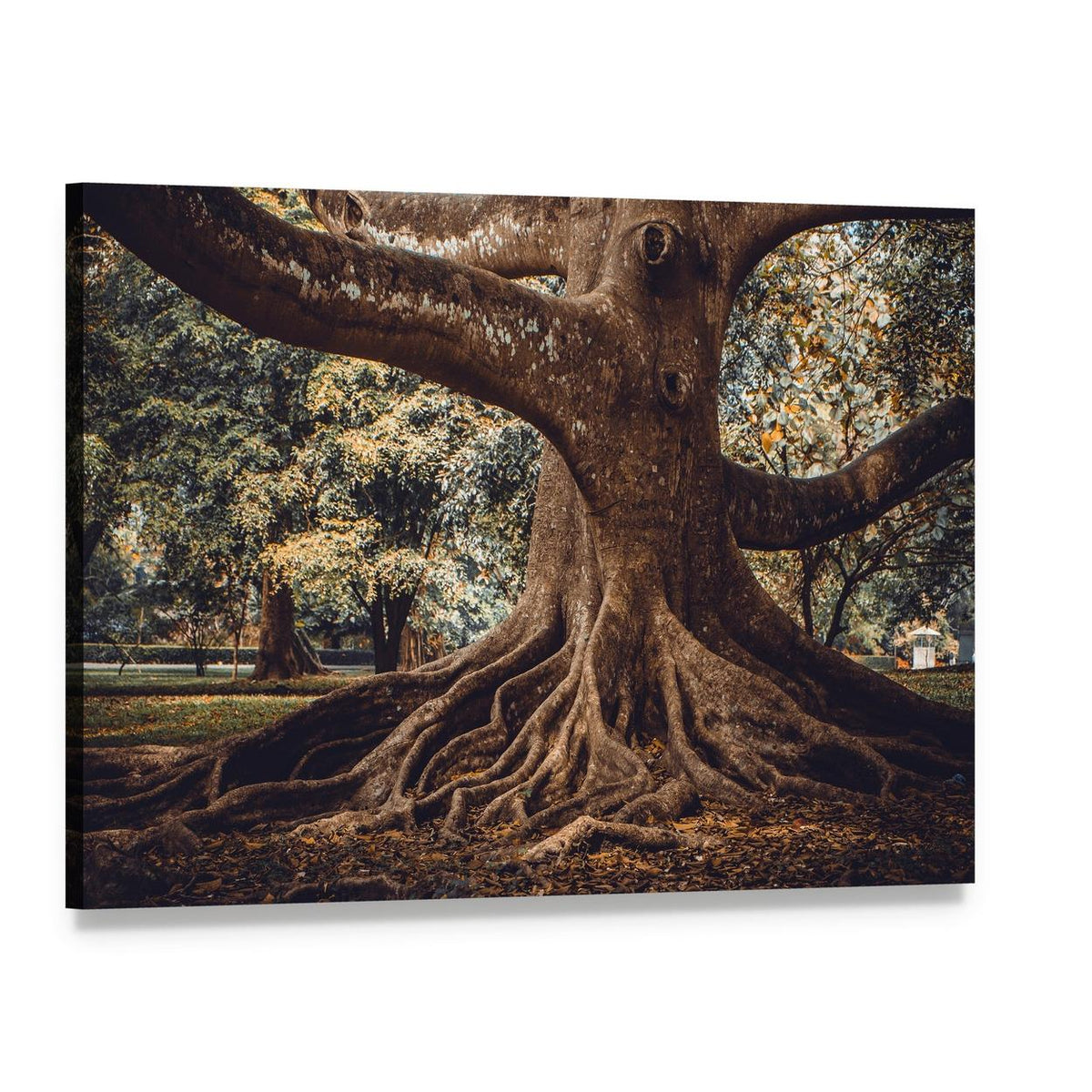 Tree Roots in Forest Canvas Wall Art, single panel gallery wrapped canvas, angled product view