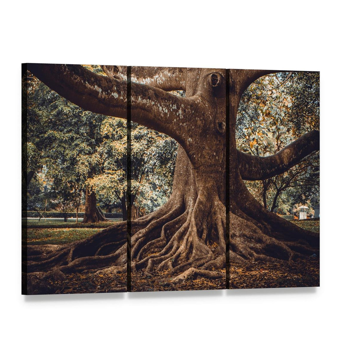 Tree Roots in Forest Canvas Wall Art, 3 panel 3 Horizontal layout gallery wrapped canvas set, angled product view