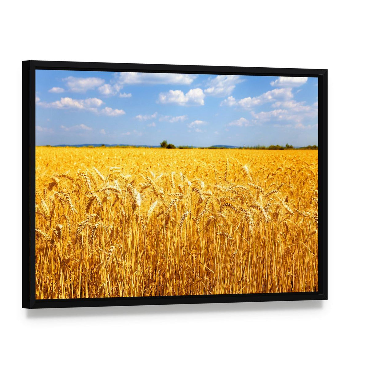 Wheat Ready for Harvest Canvas Wall Art, framed canvas in a black floater frame, angled product view