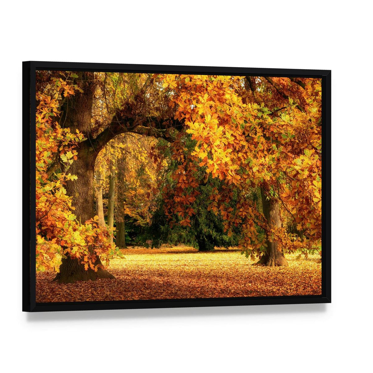 Magnificent Oak Tree with Vibrant Autumn Foliage Canvas Wall Art, framed canvas in a black floater frame, angled product view