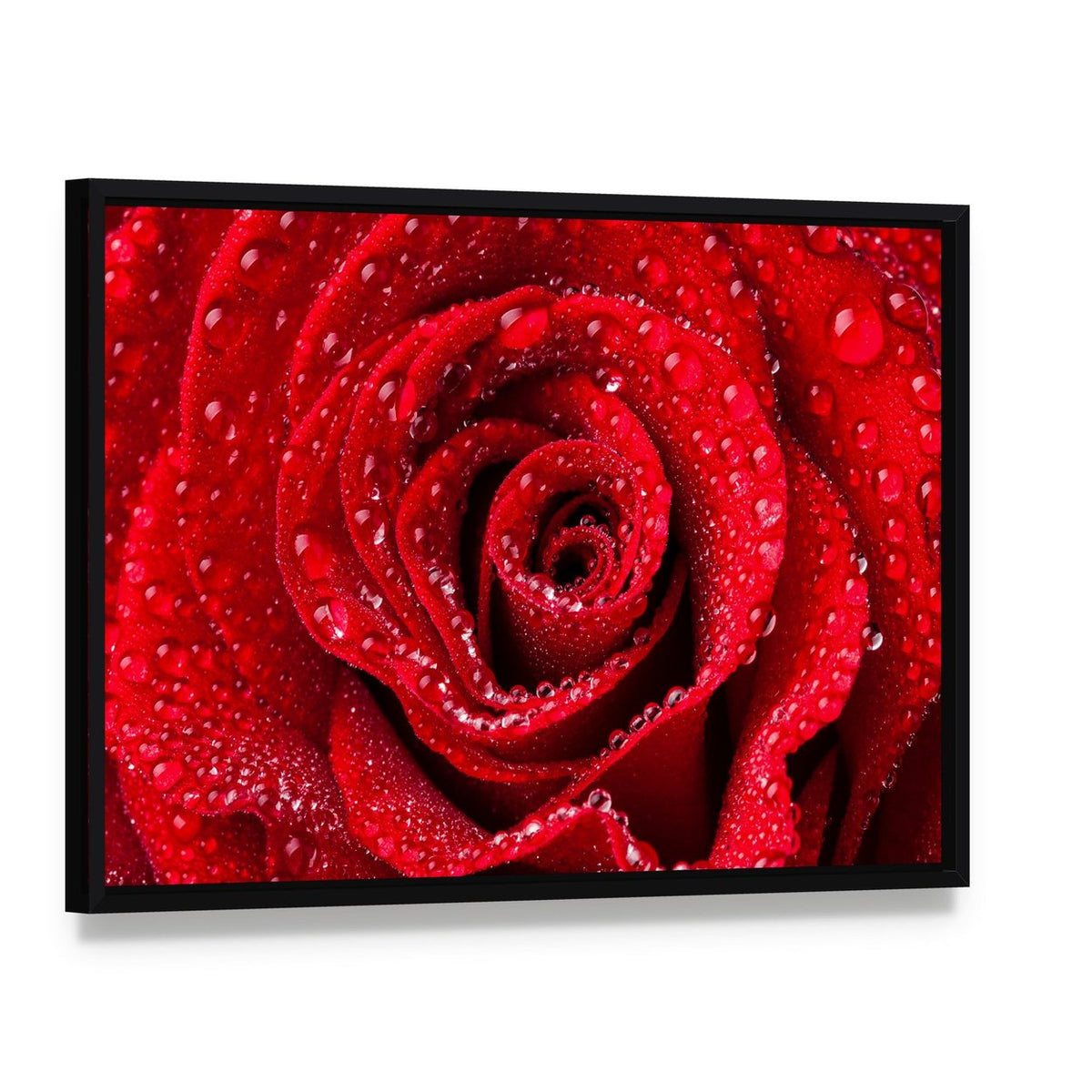 Red Rose with Dew Drops Canvas Wall Art, framed canvas in a black floater frame, angled product view