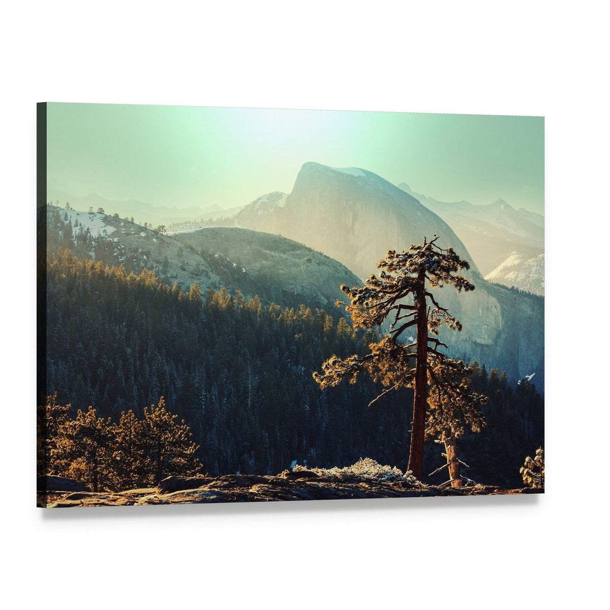 Pine Tree in Yosemite Landscape Canvas Wall Art, single panel gallery wrapped canvas, angled product view