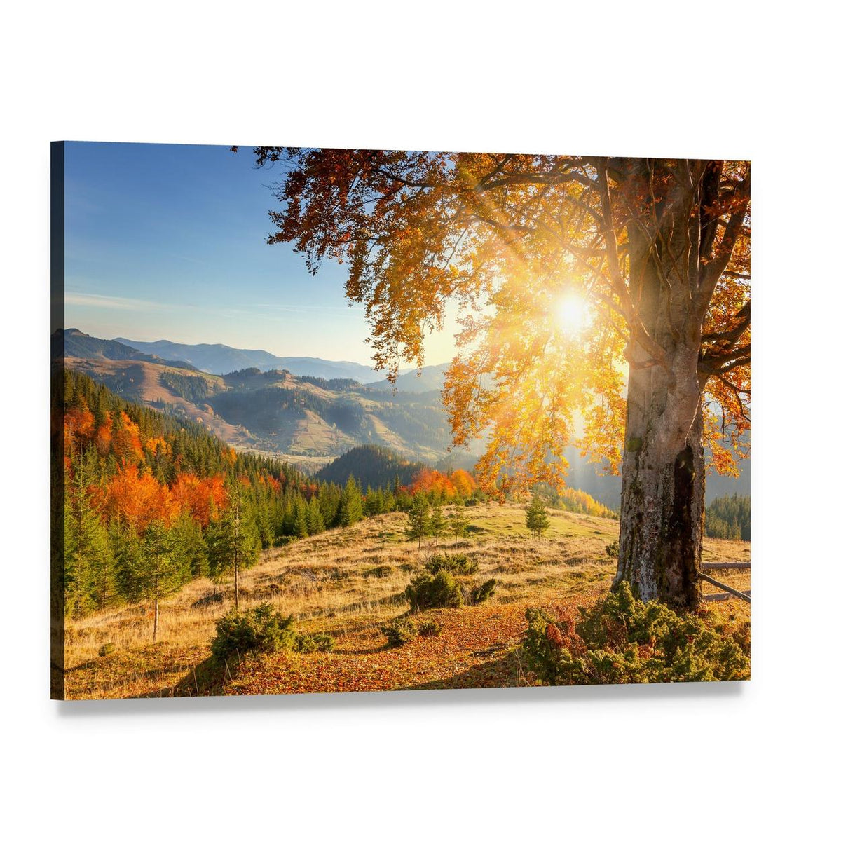 Yellow Autumn Tree Against the Sun Canvas Wall Art, single panel gallery wrapped canvas, angled product view