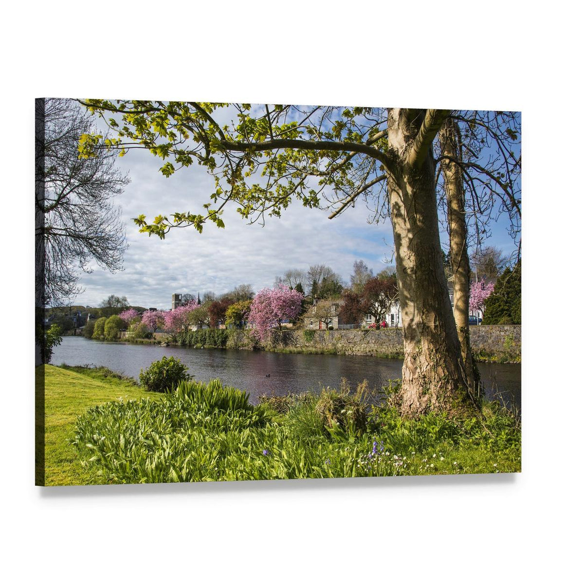 River Cree with Blooming Cherry Trees Canvas Wall Art, single panel gallery wrapped canvas, angled product view