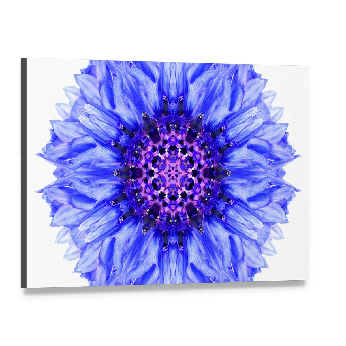 Blue Cornflower Mandala Canvas Wall Art, single panel gallery wrapped canvas, angled product view