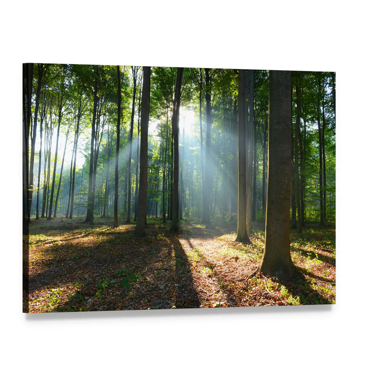 Morning in the Forest Canvas Wall Art, single panel gallery wrapped canvas, angled product view