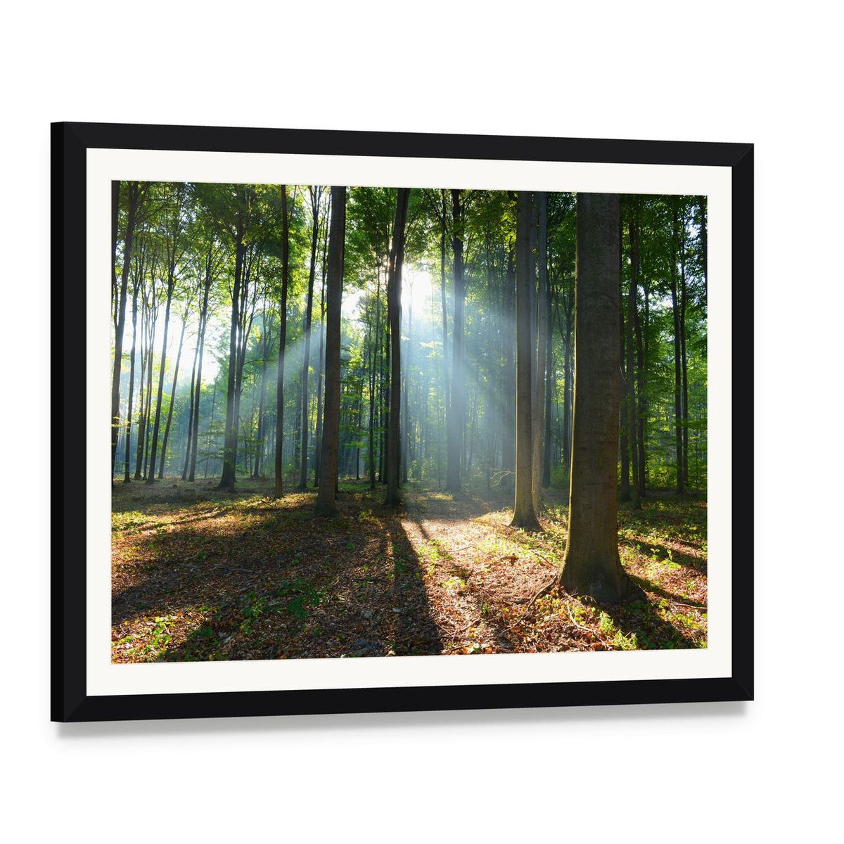 Morning Light in a Forest Canvas Wall Art, framed print with white mat and black frame, angled product view