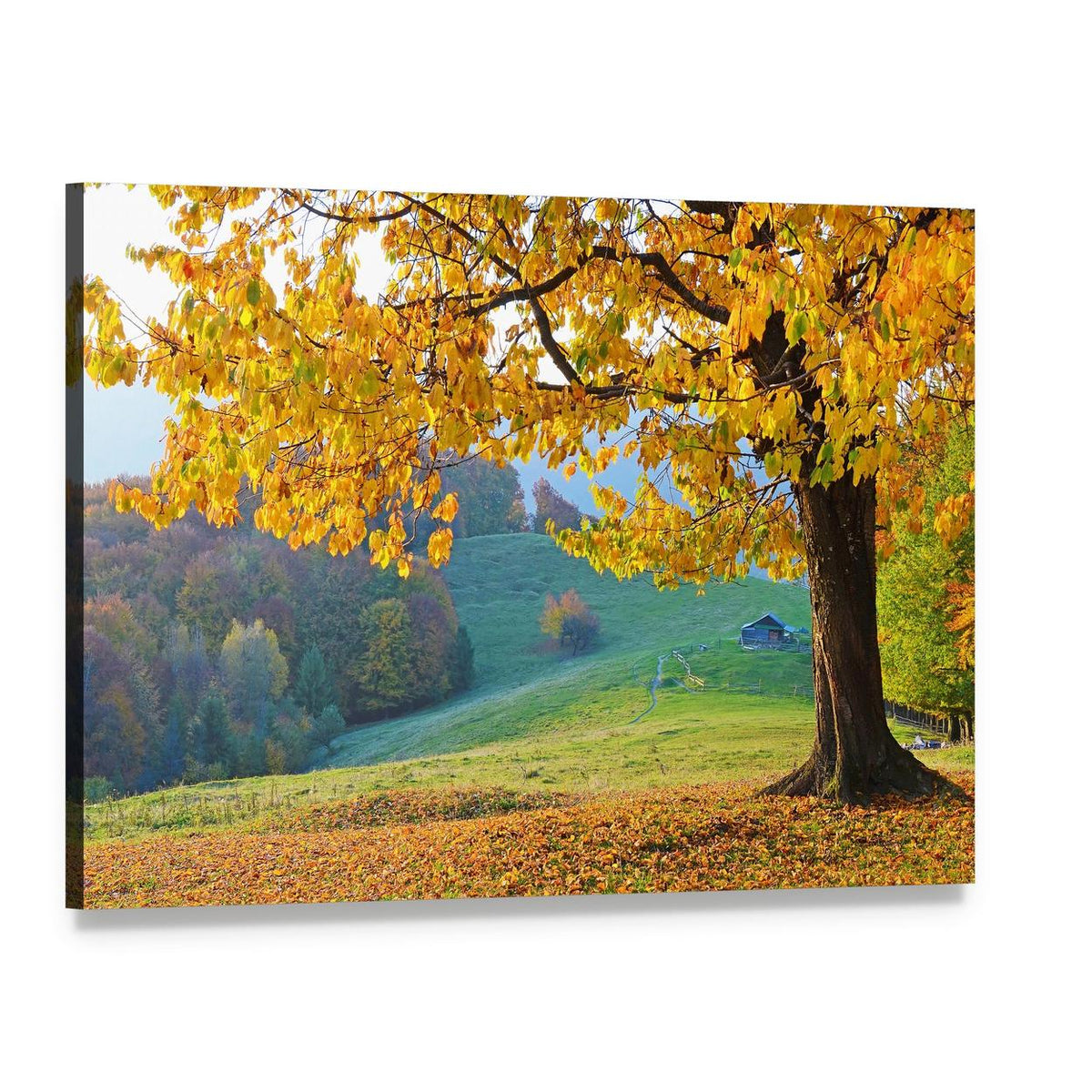 Autumn Trees and Fallen Leaves Canvas Wall Art, single panel gallery wrapped canvas, angled product view