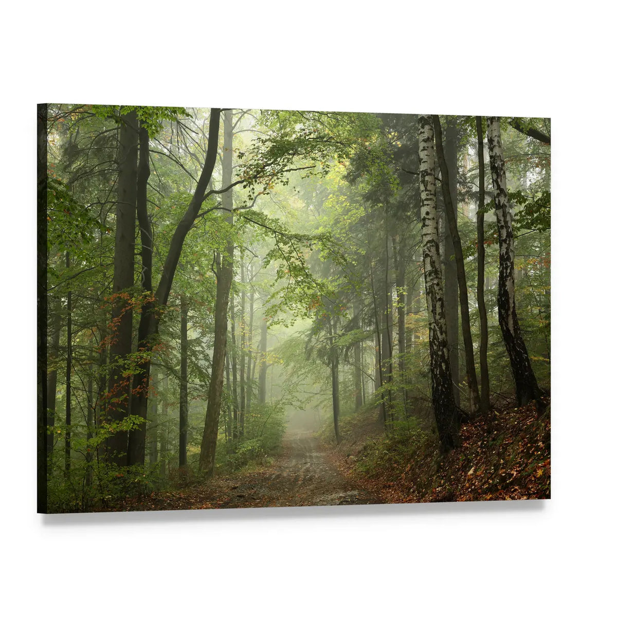 Misty Beech Forest Path Canvas Wall Art, single panel gallery wrapped canvas, angled product view