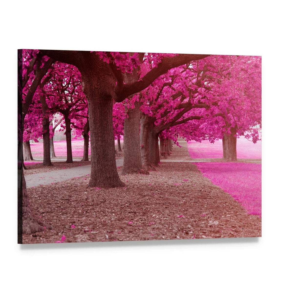 Park Path with Pink Trees Canvas Wall Art, single panel gallery wrapped canvas, angled product view