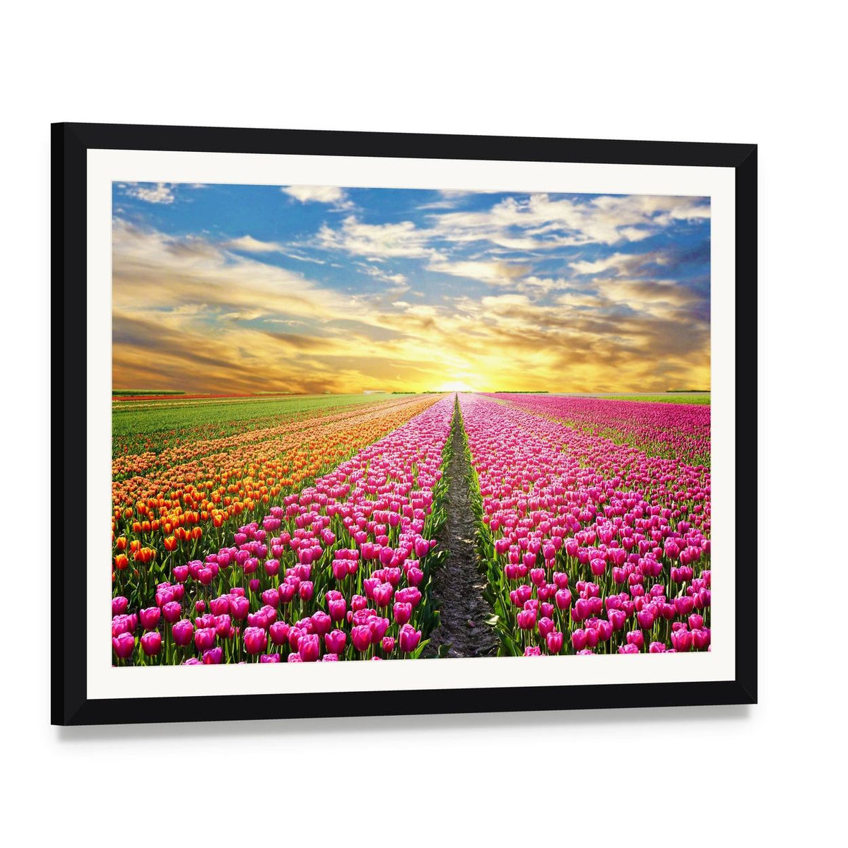Tulip Field at Sunrise Canvas Wall Art, framed print with white mat and black frame, angled product view