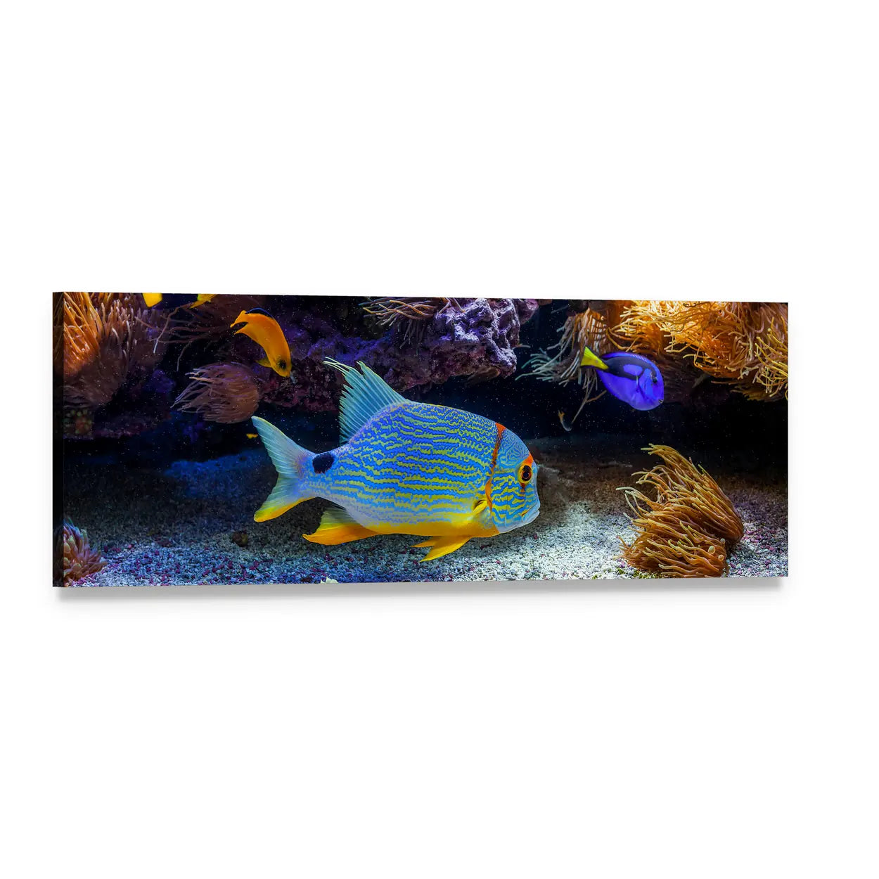 Tropical Fish on Coral Reef Panoramic Canvas Wall Art, single panel gallery wrapped canvas, angled product view