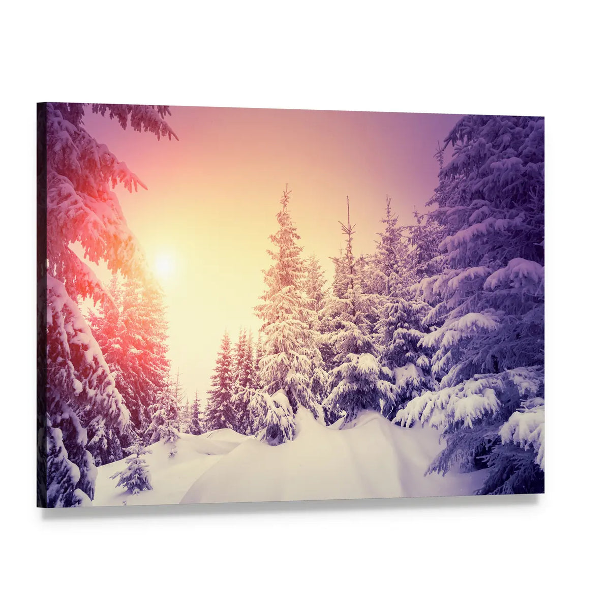 Sunlit Snow-covered Pine Forest Canvas Wall Art, single panel gallery wrapped canvas, angled product view