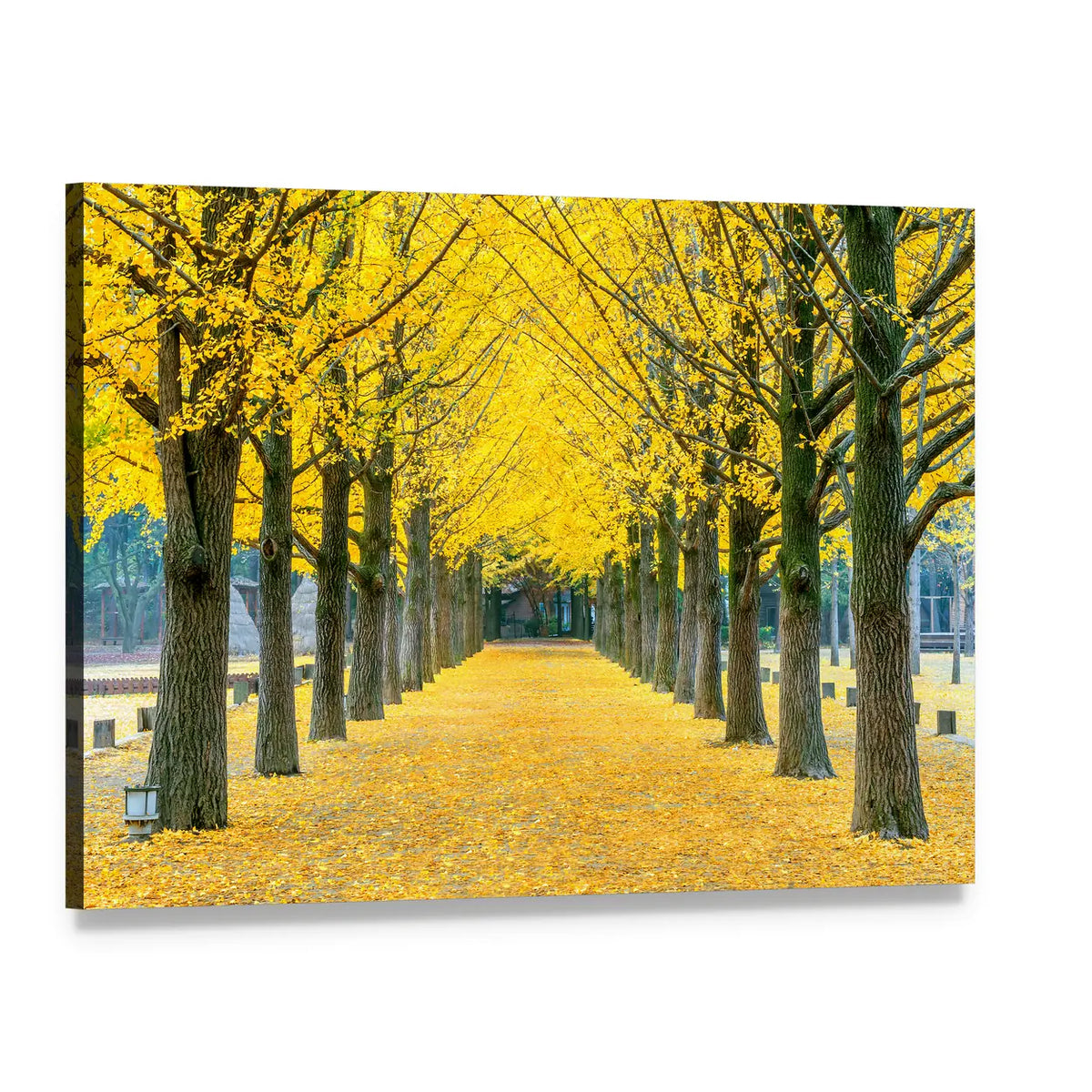 Row of Yellow Ginkgo Trees Canvas Wall Art, single panel gallery wrapped canvas, angled product view