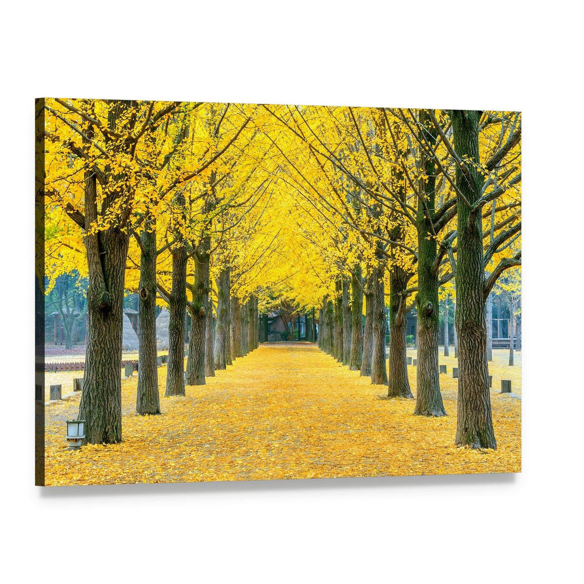 Ginkgo Trees on Nami Island Path Canvas Wall Art, single panel gallery wrapped canvas, angled product view