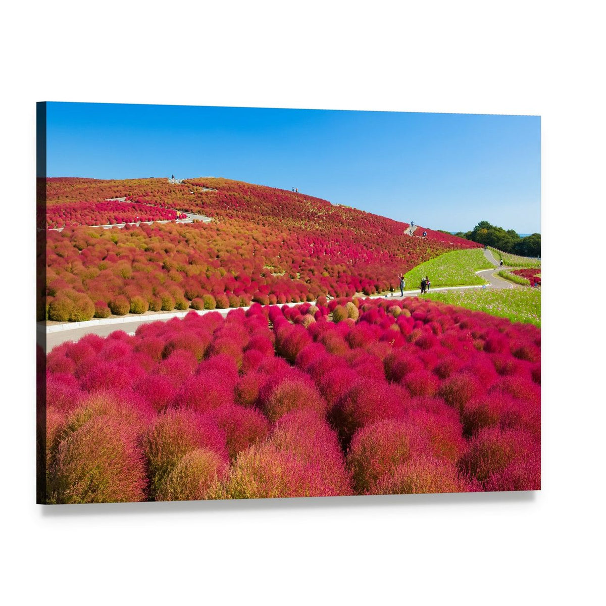 Kochias Hill in Autumn Canvas Wall Art, single panel gallery wrapped canvas, angled product view