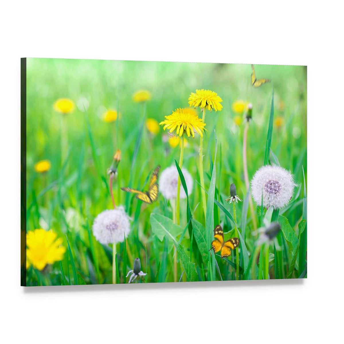 Air Dandelions on Green Field Canvas Wall Art, single panel gallery wrapped canvas, angled product view