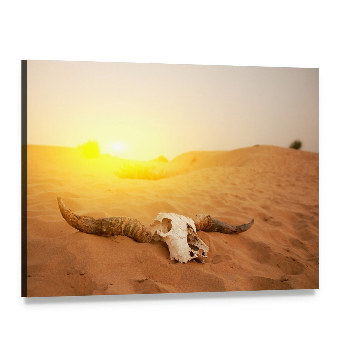 Bull Skull in Serene Desert Sunset Canvas Wall Art, single panel gallery wrapped canvas, angled product view