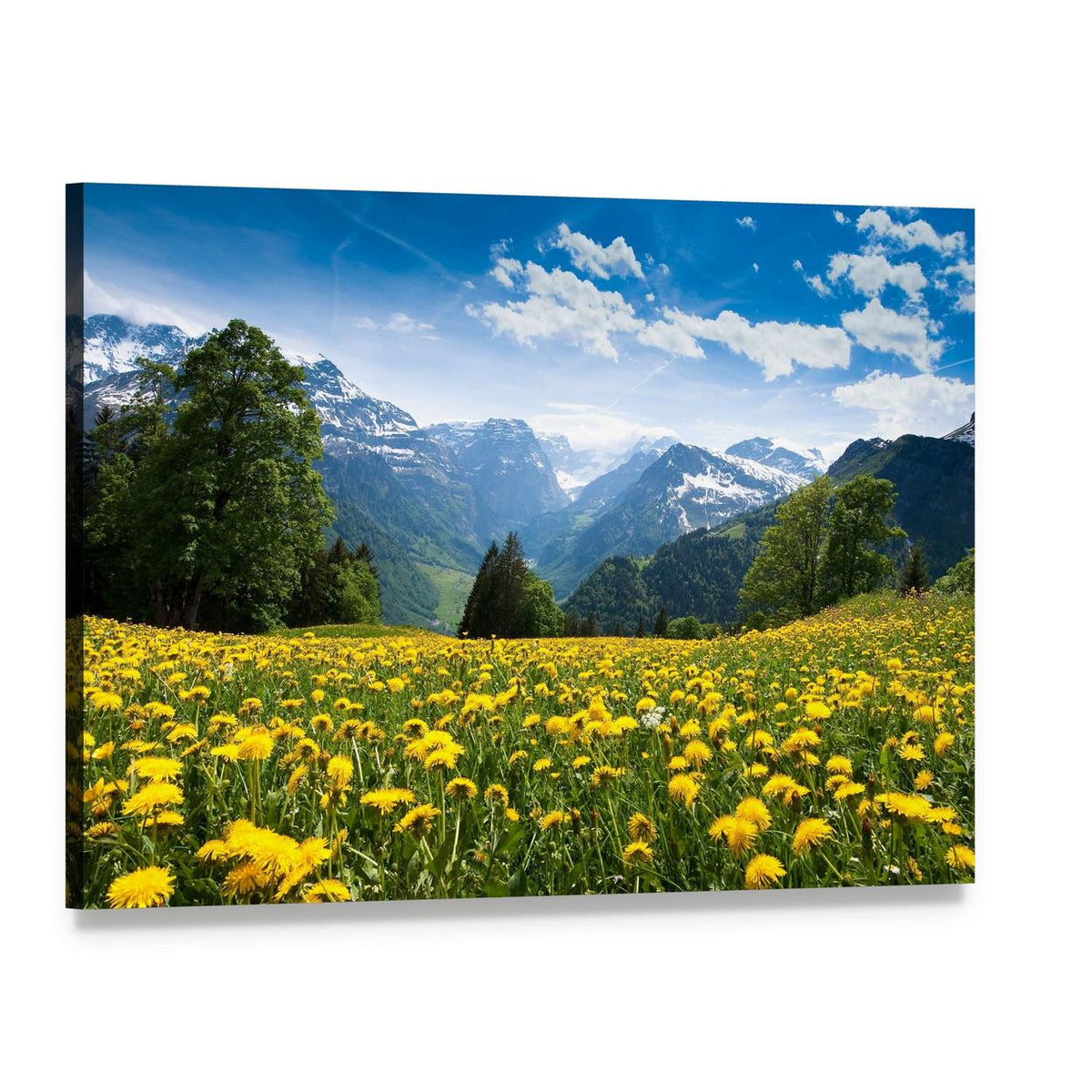 Blossoming Field Switzerland Canvas Wall Art, single panel gallery wrapped canvas, angled product view