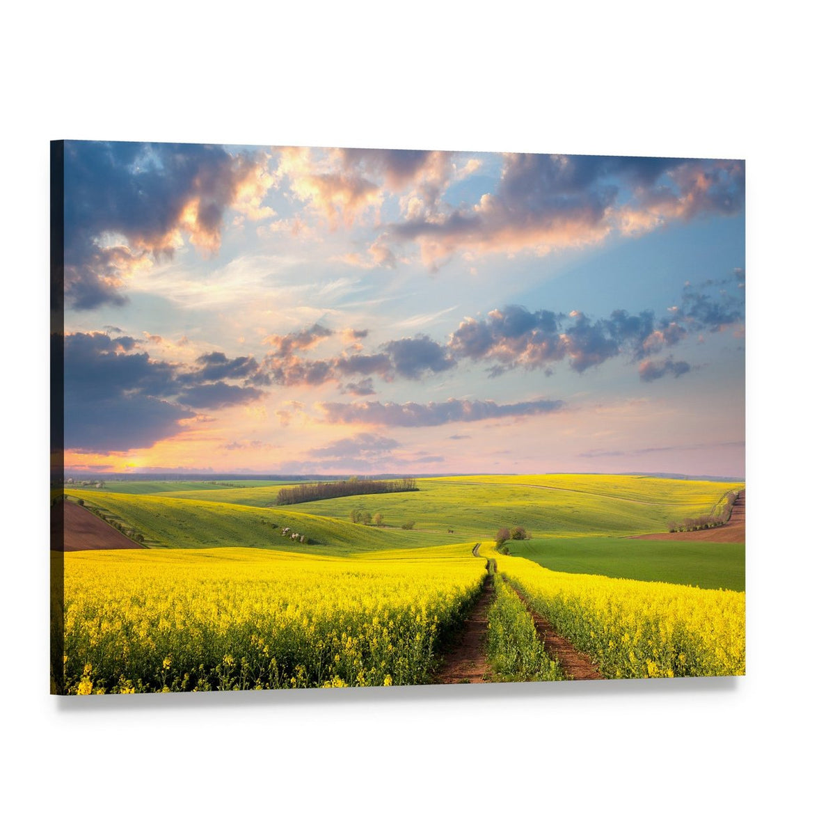 Field of Yellow Flowers with Winding Path Canvas Wall Art, single panel gallery wrapped canvas, angled product view