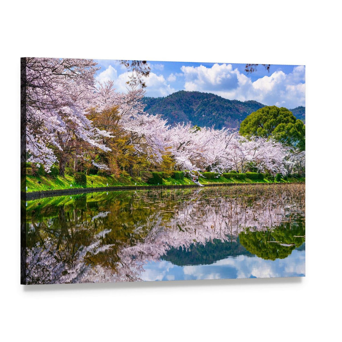Daikaku-ji Temple Pond with Cherry Blossoms Canvas Wall Art, single panel gallery wrapped canvas, angled product view