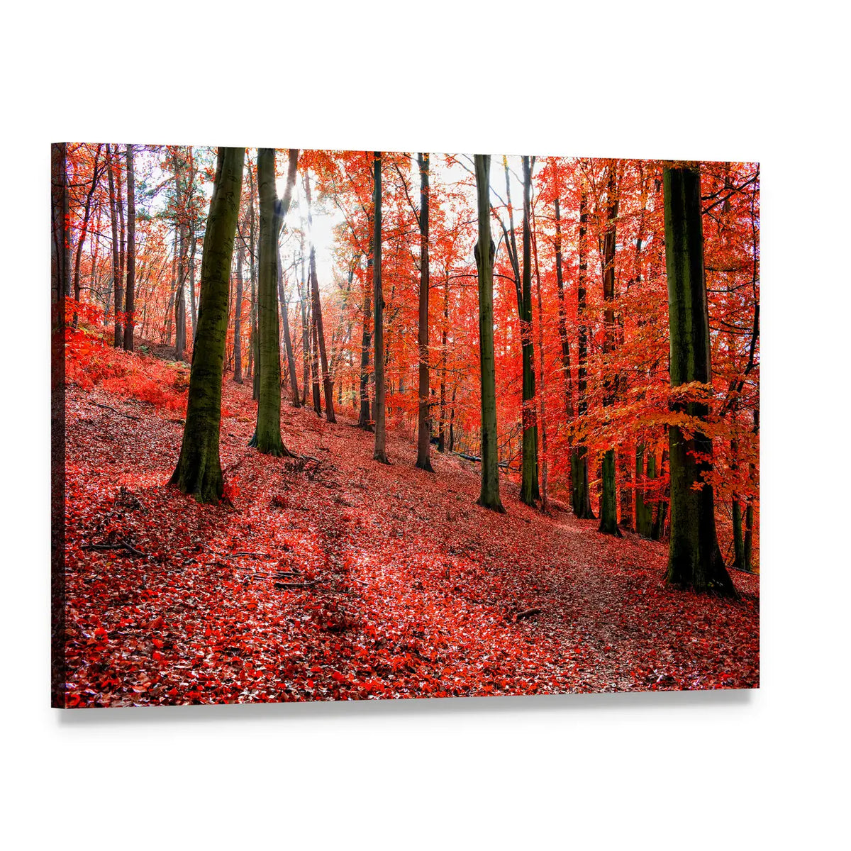 Sunlit Autumn Forest with Red Leaves Canvas Wall Art, single panel gallery wrapped canvas, angled product view