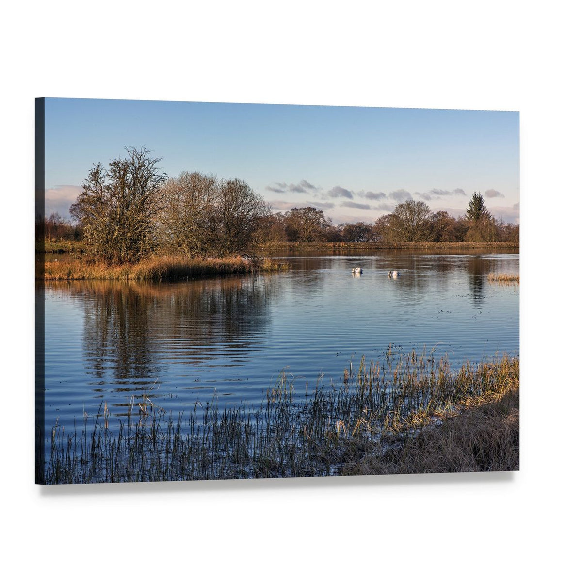 Loch with Two Swans in Morning Light Canvas Wall Art, single panel gallery wrapped canvas, angled product view