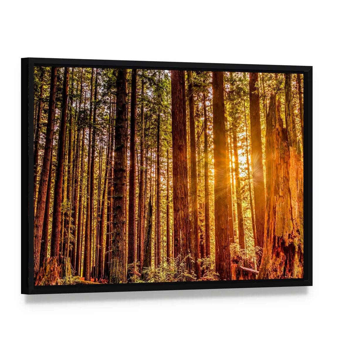 Sun Shines Through Redwood Trees Canvas Wall Art, framed canvas in a black floater frame, angled product view