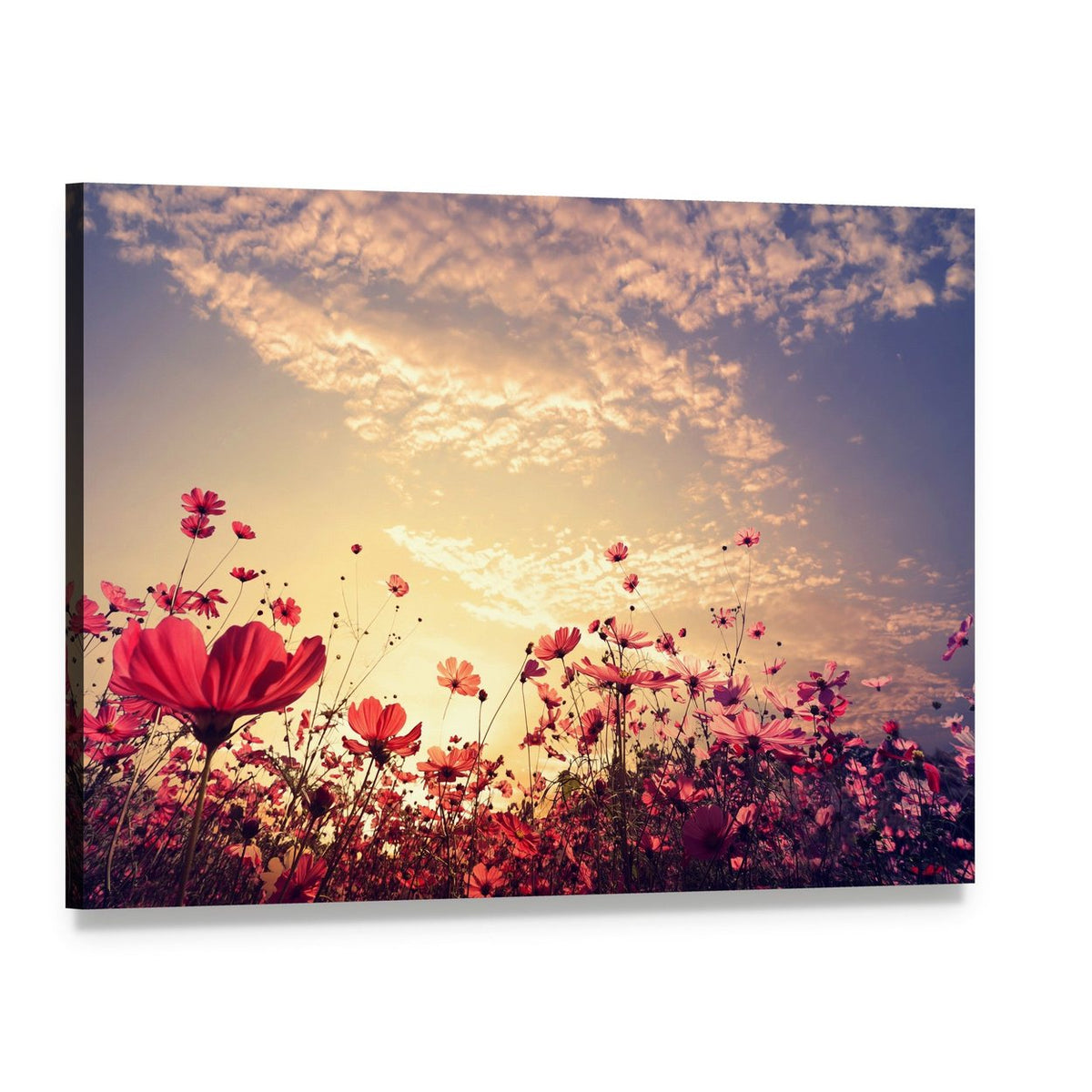 Red Cosmos Flower Field with Sunshine Canvas Wall Art, single panel gallery wrapped canvas, angled product view