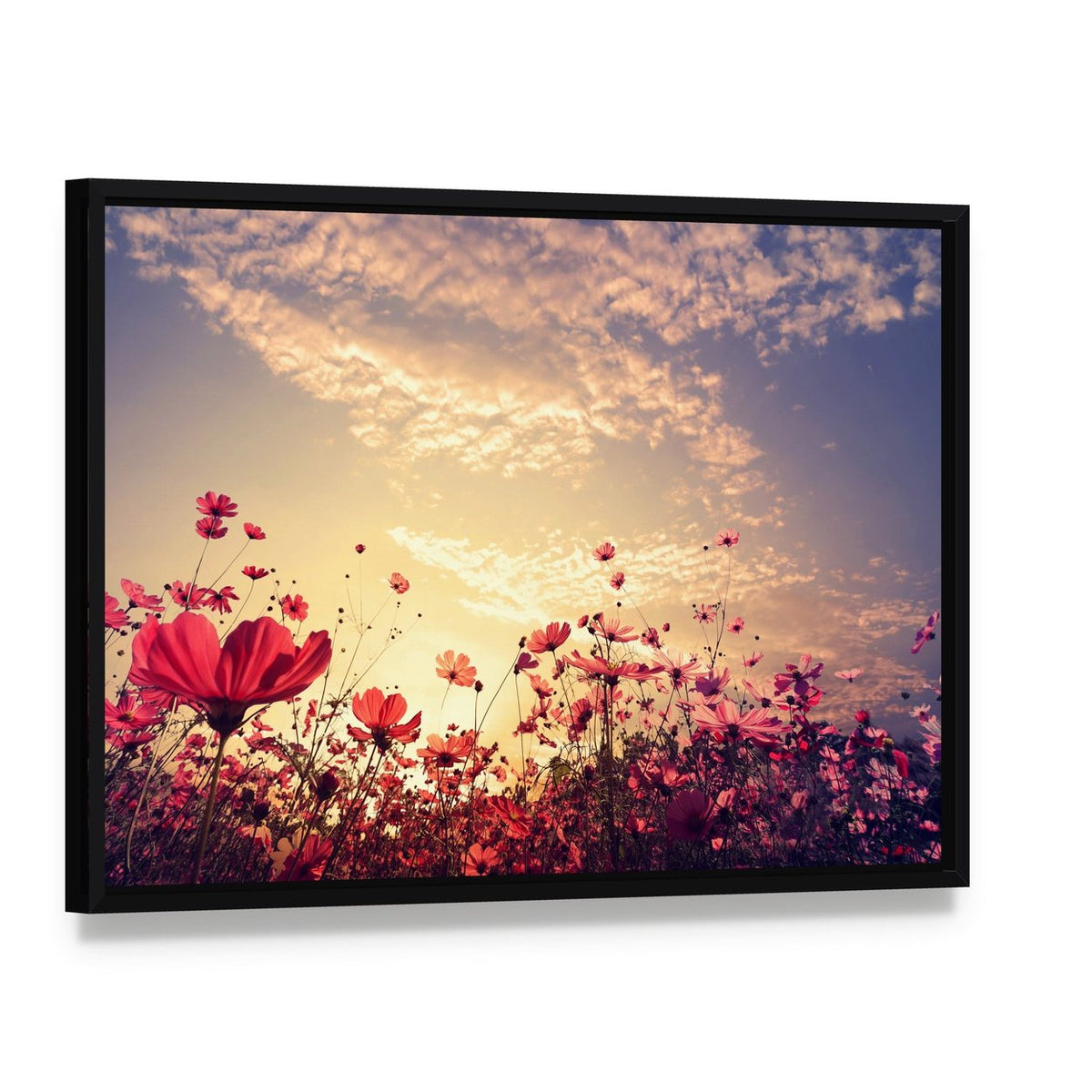 Red Cosmos Flower Field with Sunshine Canvas Wall Art, framed canvas in a black floater frame, angled product view