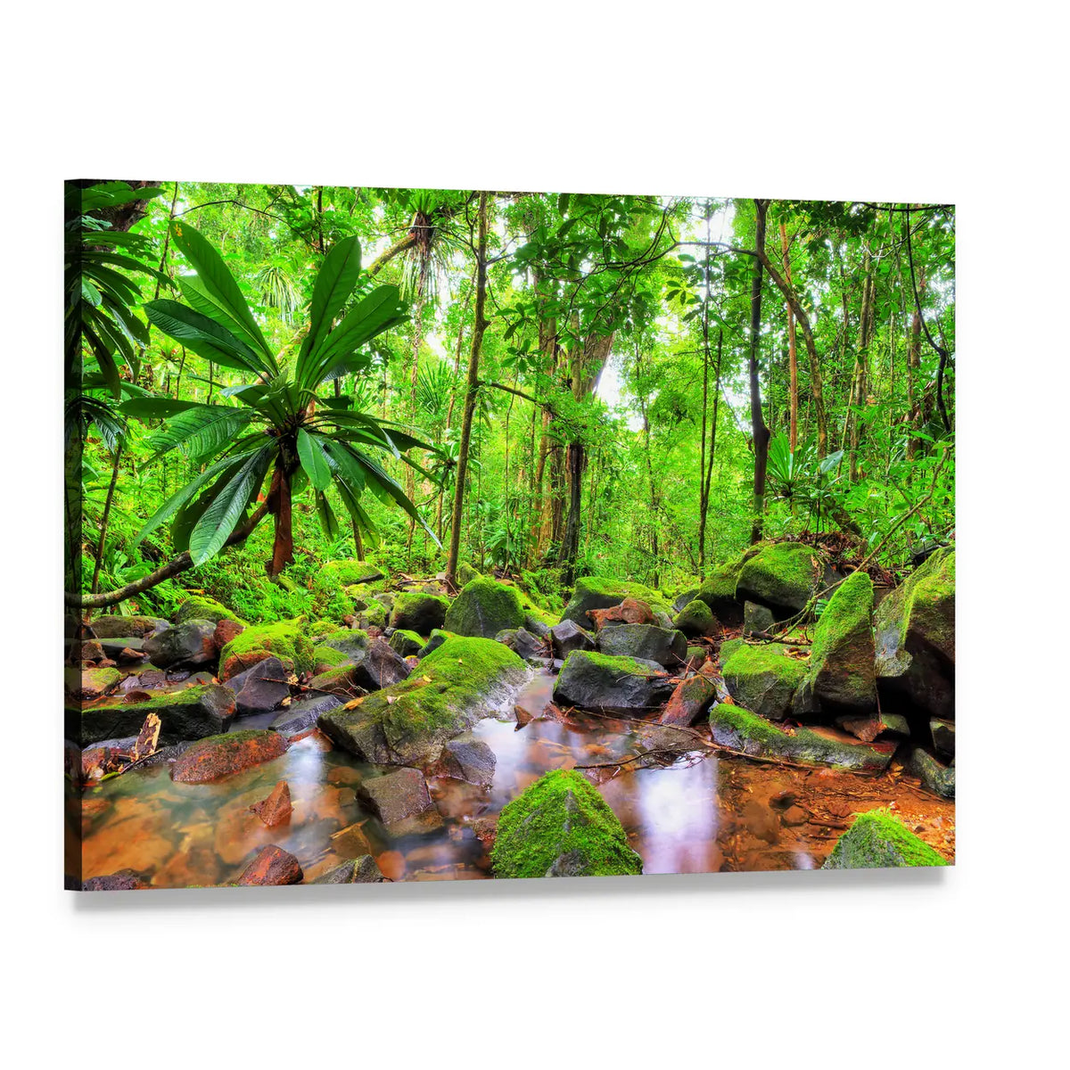 Masoala National Park in Madagascar Canvas Wall Art, single panel gallery wrapped canvas, angled product view