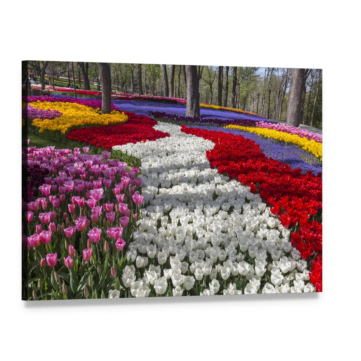 Fresh Spring Tulip Garden Canvas Wall Art, single panel gallery wrapped canvas, angled product view