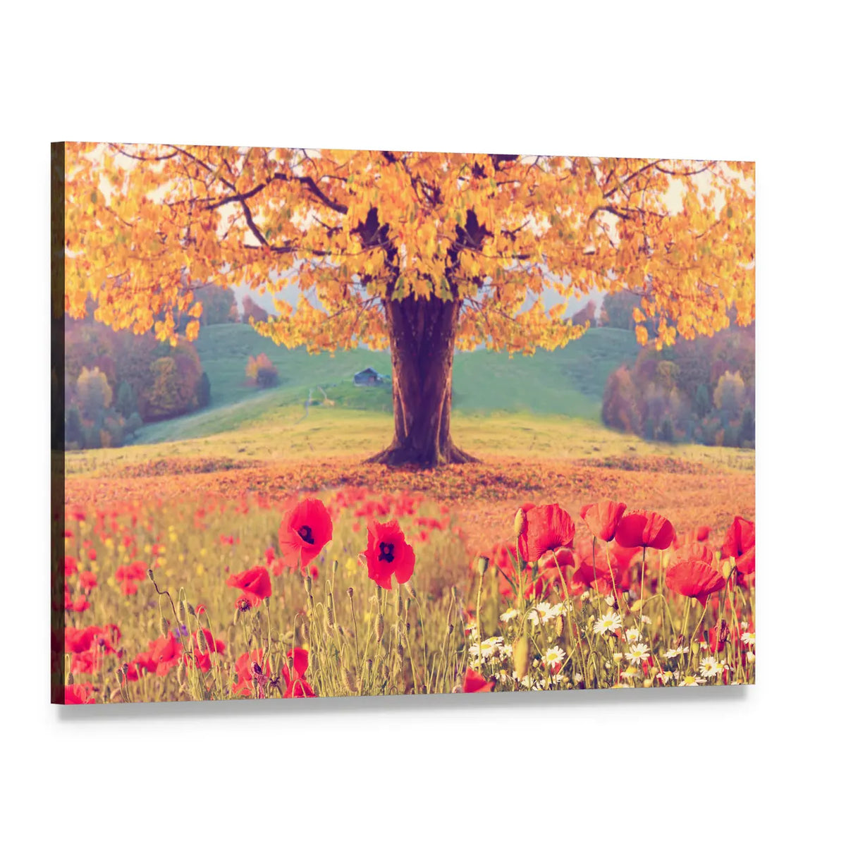 Red Poppies and Golden Tree Canvas Wall Art, single panel gallery wrapped canvas, angled product view