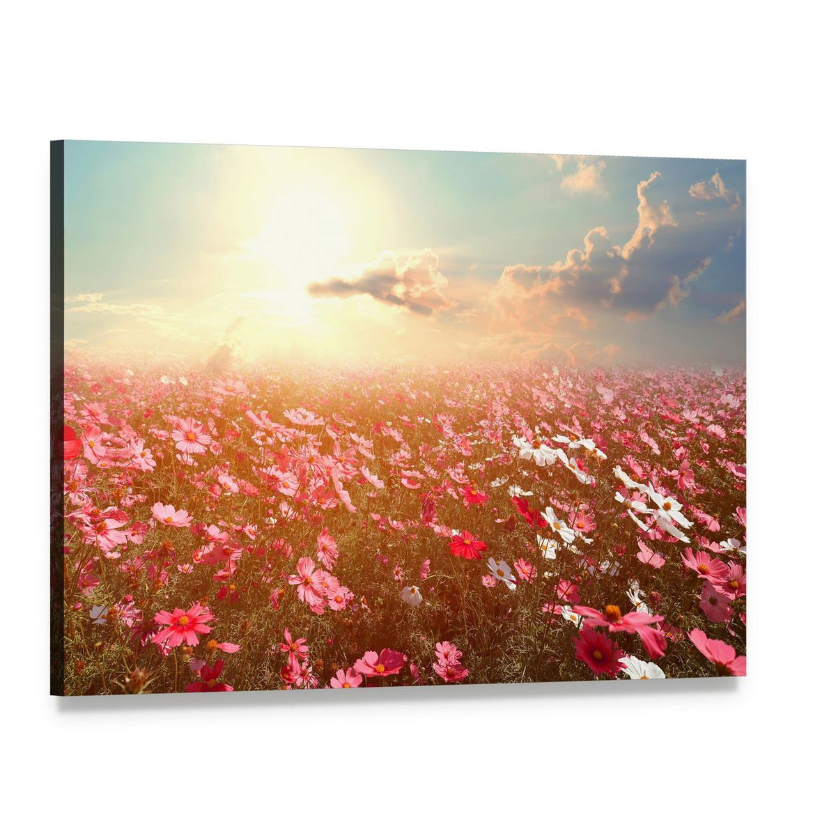 Cosmos Flower Field Canvas Wall Art, single panel gallery wrapped canvas, angled product view