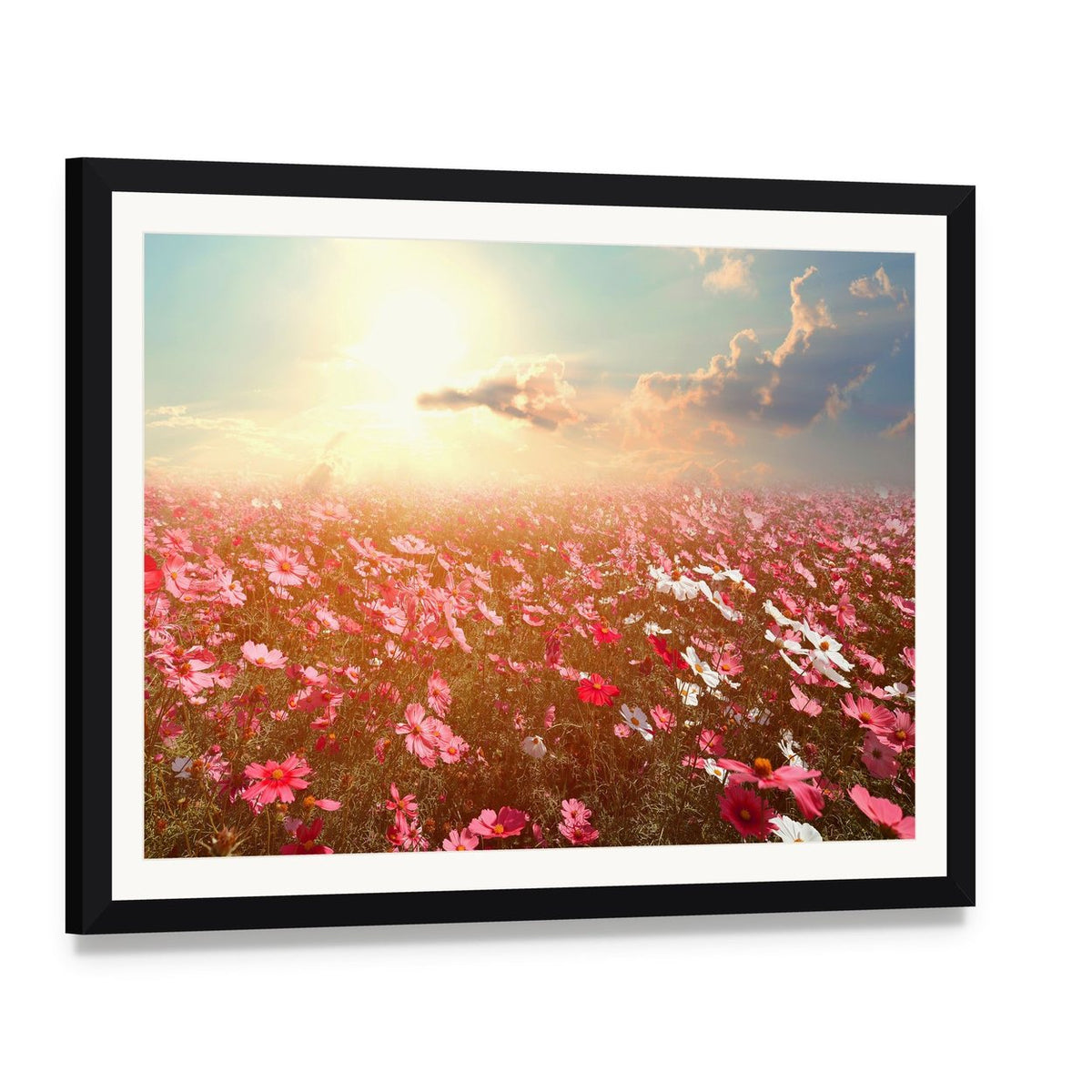 Cosmos Flower Field Canvas Wall Art, framed print with white mat and black frame, angled product view