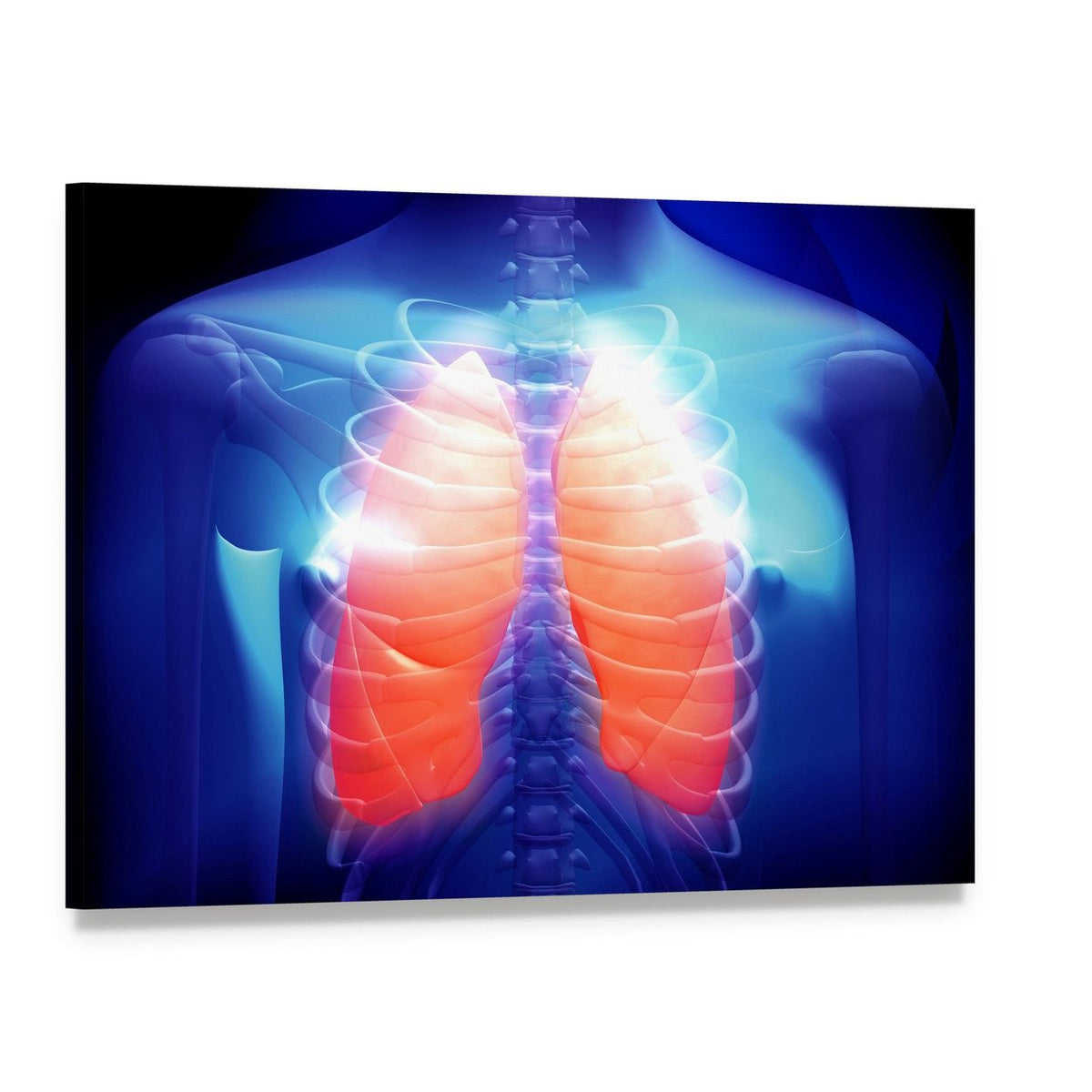 Human Lungs Anatomy Illustration Canvas Wall Art, single panel gallery wrapped canvas, angled product view