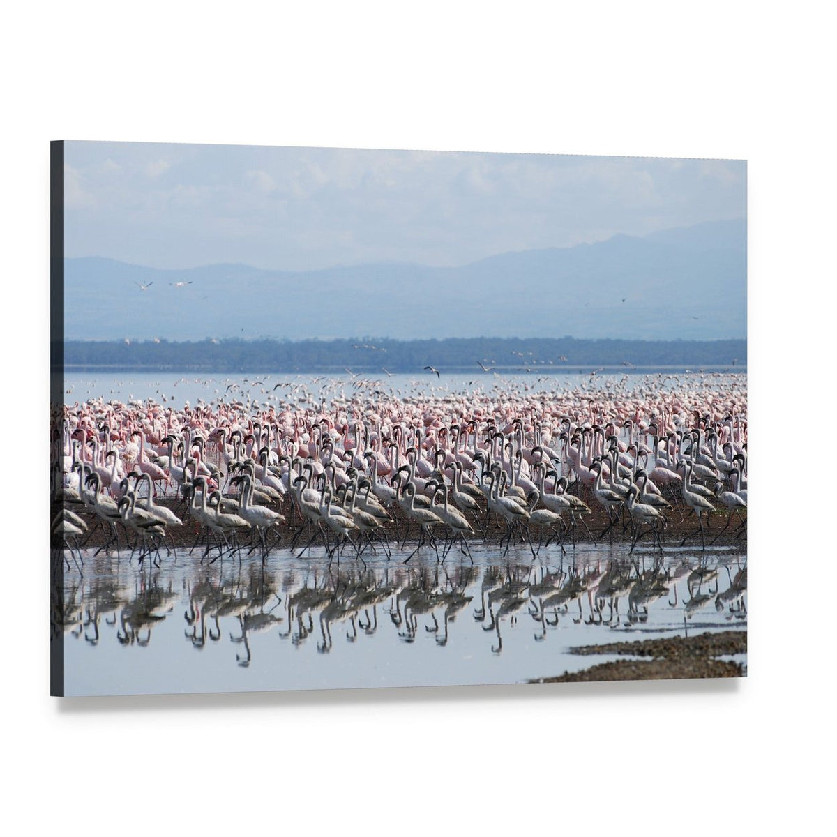 Flamingos at Lake Nakuru Canvas Wall Art, single panel gallery wrapped canvas, angled product view