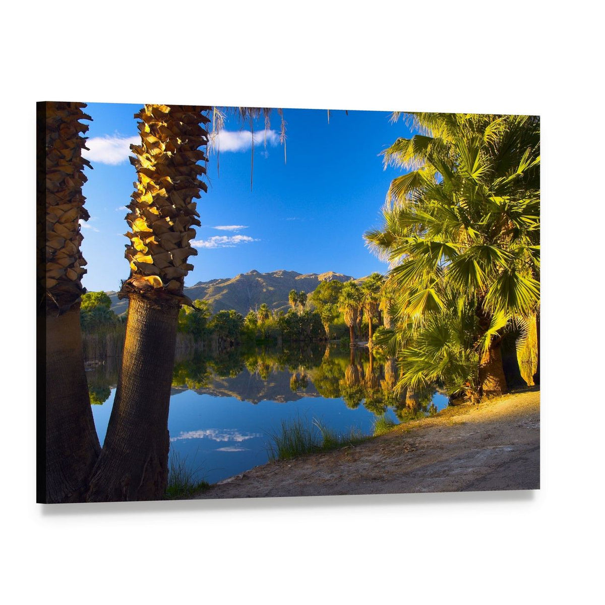 Palm Trees in Spring Season Canvas Wall Art, single panel gallery wrapped canvas, angled product view