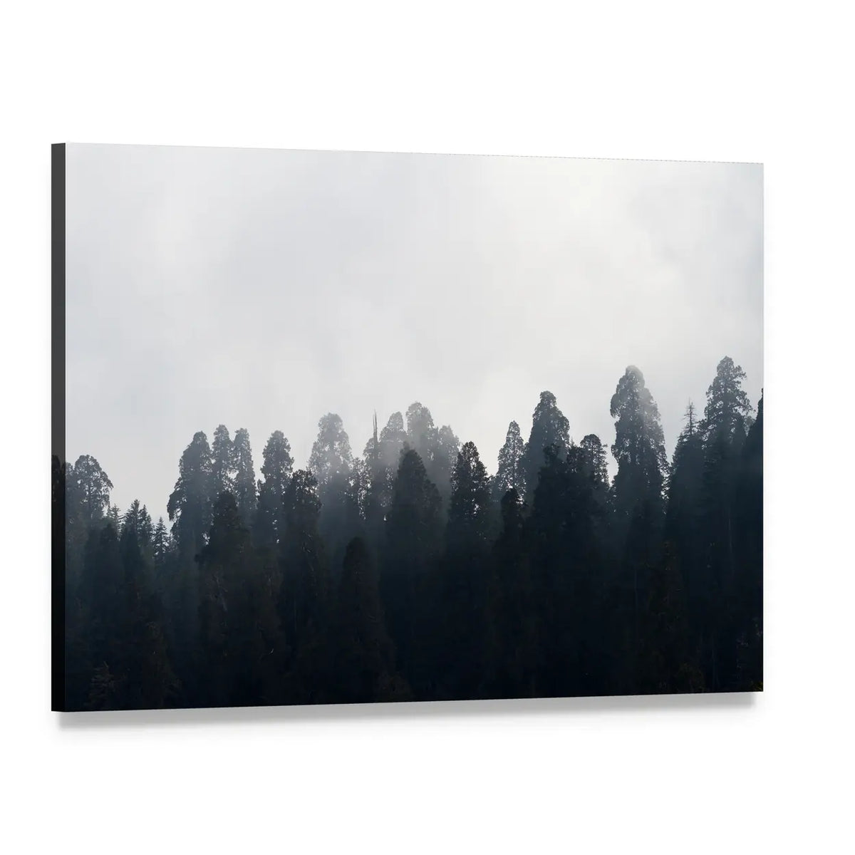 Silhouetted Redwood Forest in Mist Canvas Wall Art, single panel gallery wrapped canvas, angled product view