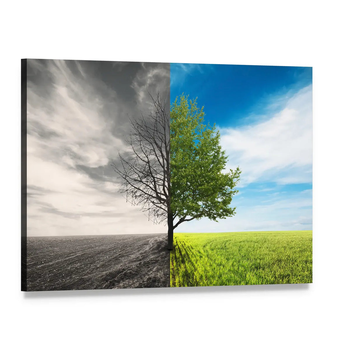 Split Lone Tree in Field Canvas Wall Art, single panel gallery wrapped canvas, angled product view