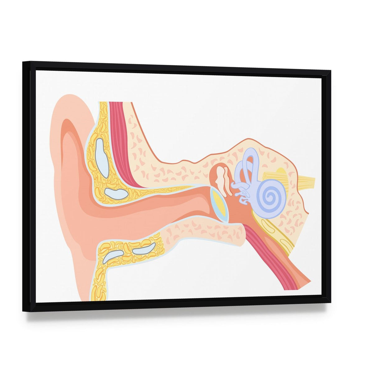 Labeled Human Ear Anatomy Diagram Canvas Wall Art, framed canvas in a black floater frame, angled product view