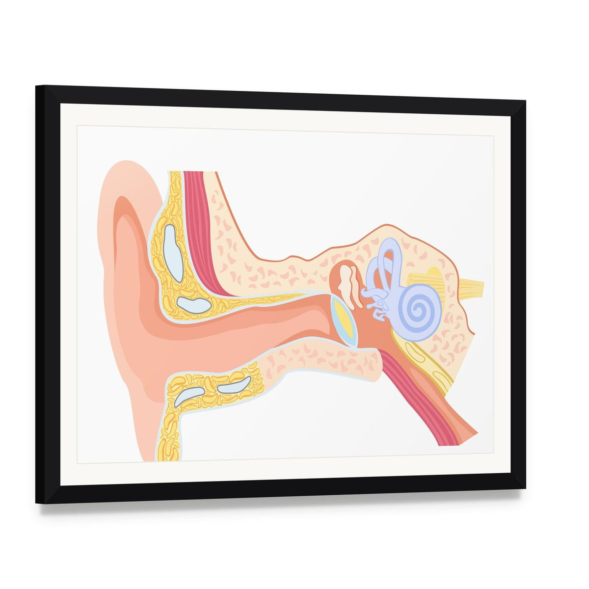 Labeled Human Ear Anatomy Diagram Canvas Wall Art, framed print with white mat and black frame, angled product view