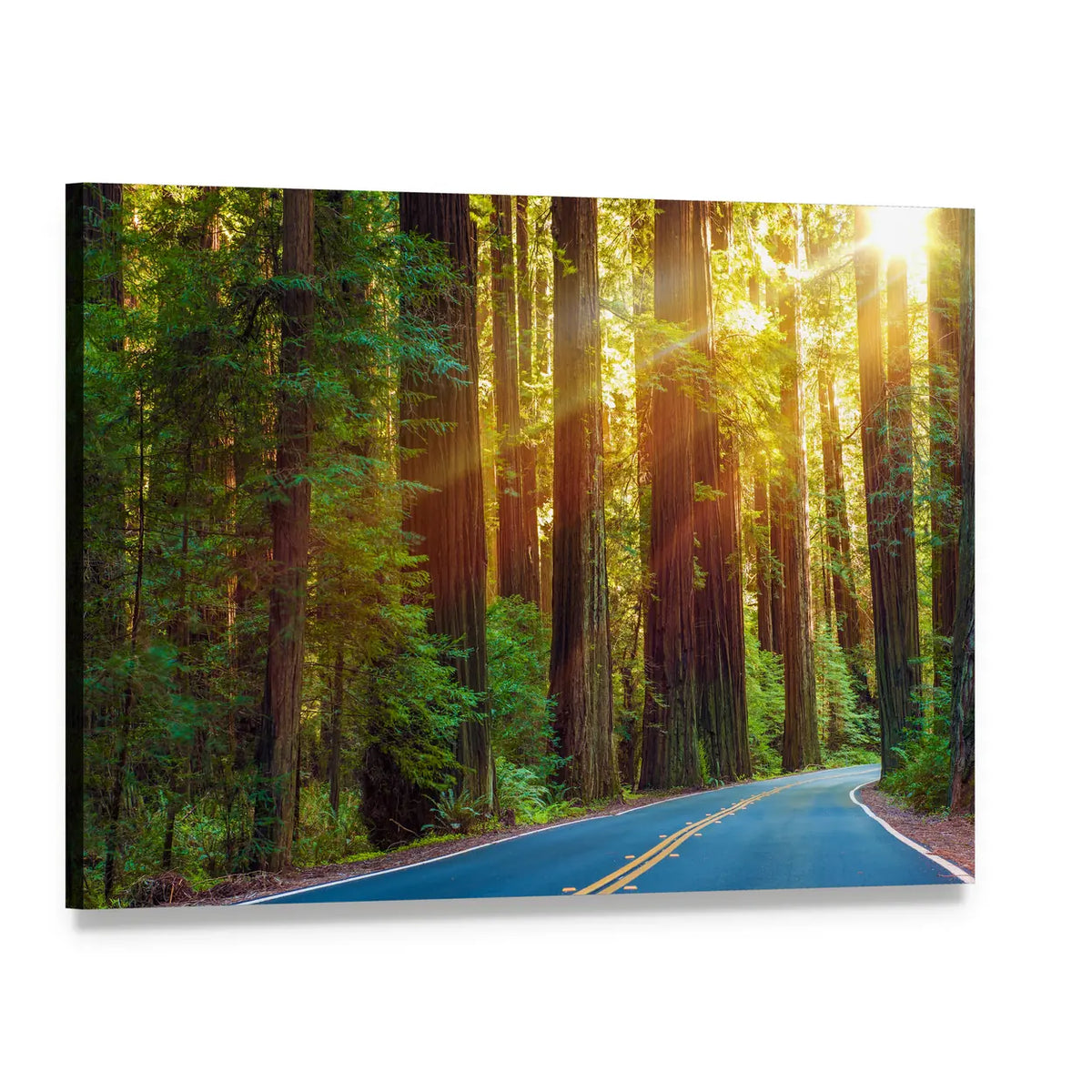 Redwood Highway In Northern California Canvas Wall Art, single panel gallery wrapped canvas, angled product view