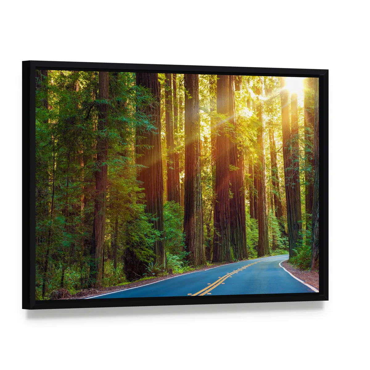 Redwood Highway In Northern California Canvas Wall Art, framed canvas in a black floater frame, angled product view