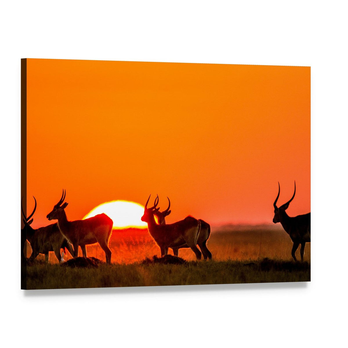 Silhouetted Antelopes at Sunset Canvas Wall Art, single panel gallery wrapped canvas, angled product view